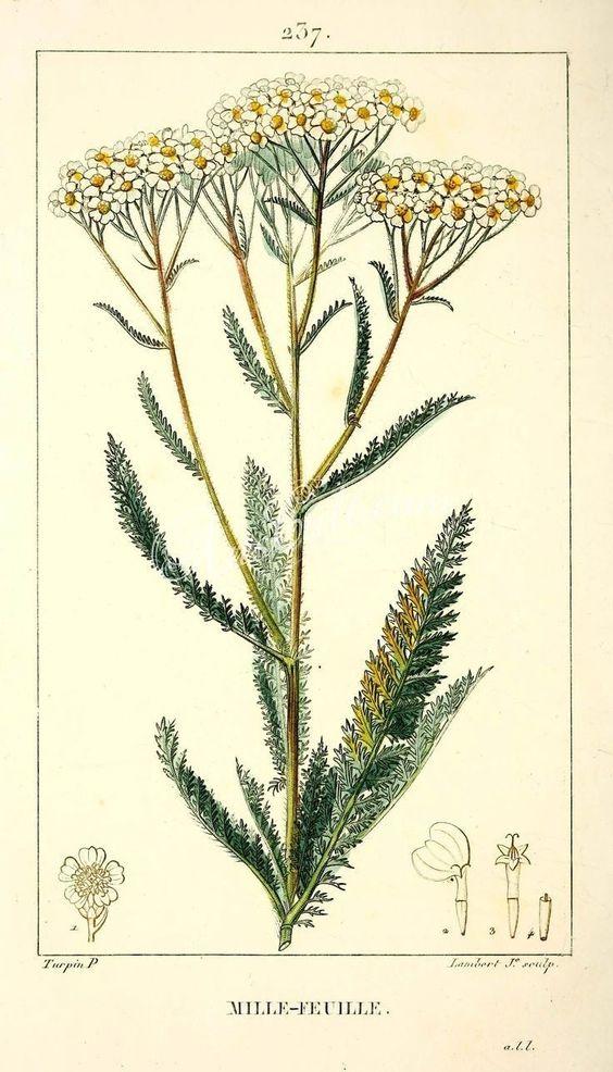 Illustration botanique de l'achillée millefeuille