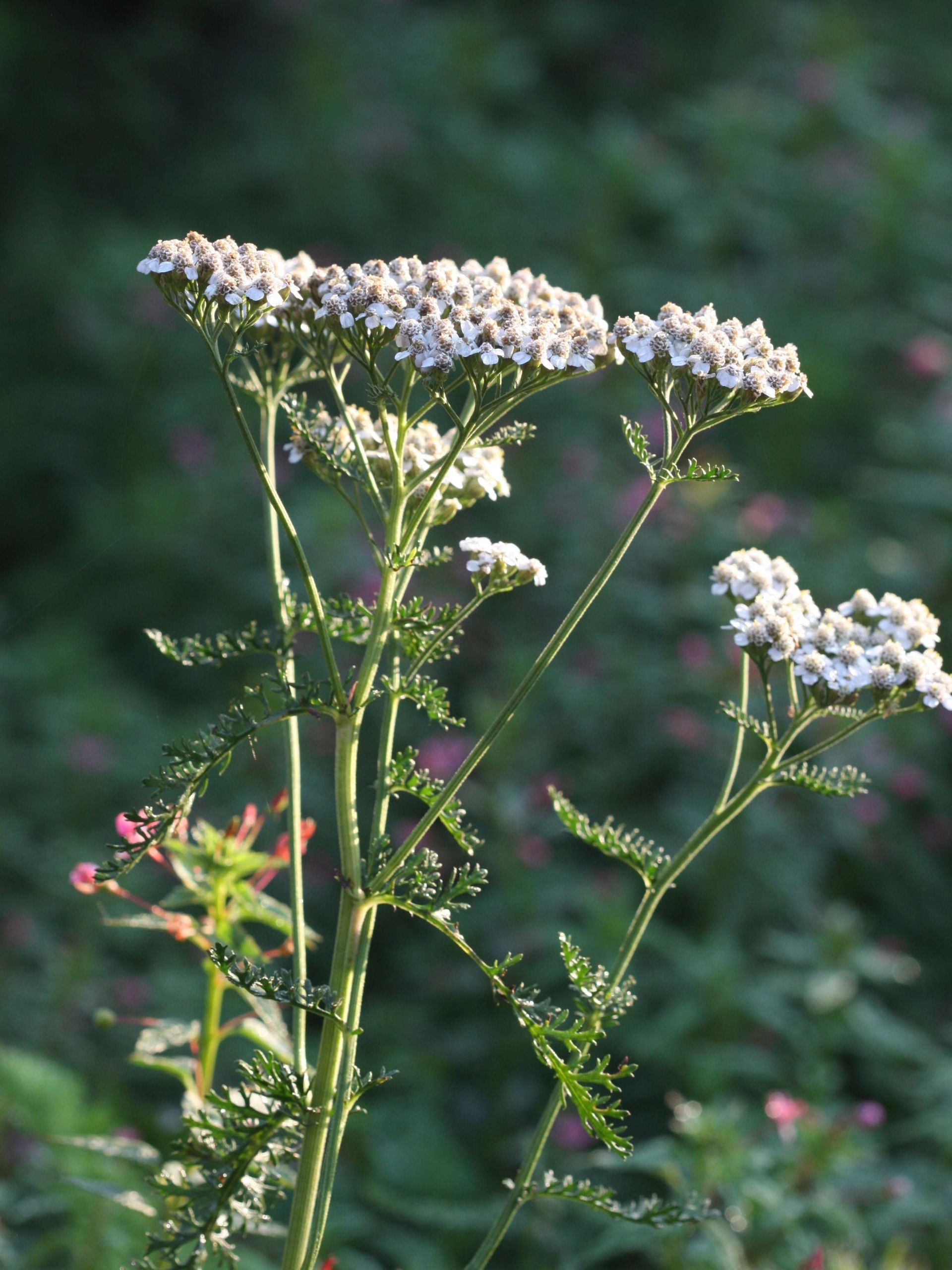 Gros plan sur feuille d'ortie