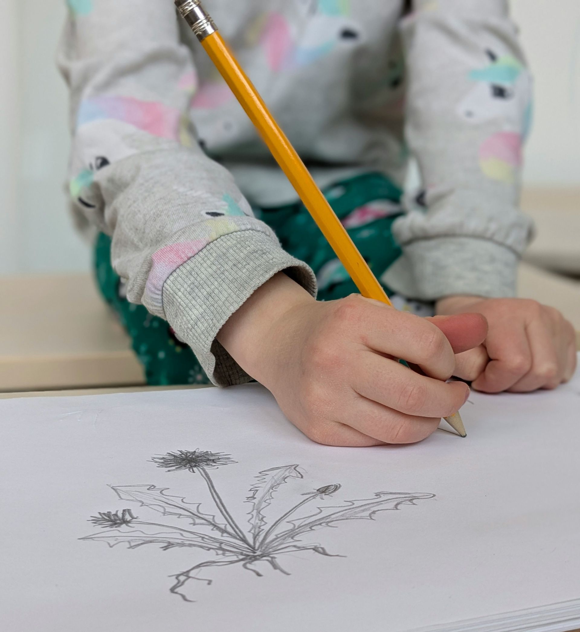 Main et crain bois qui dessine, dessin de pissenlit sur la feuille