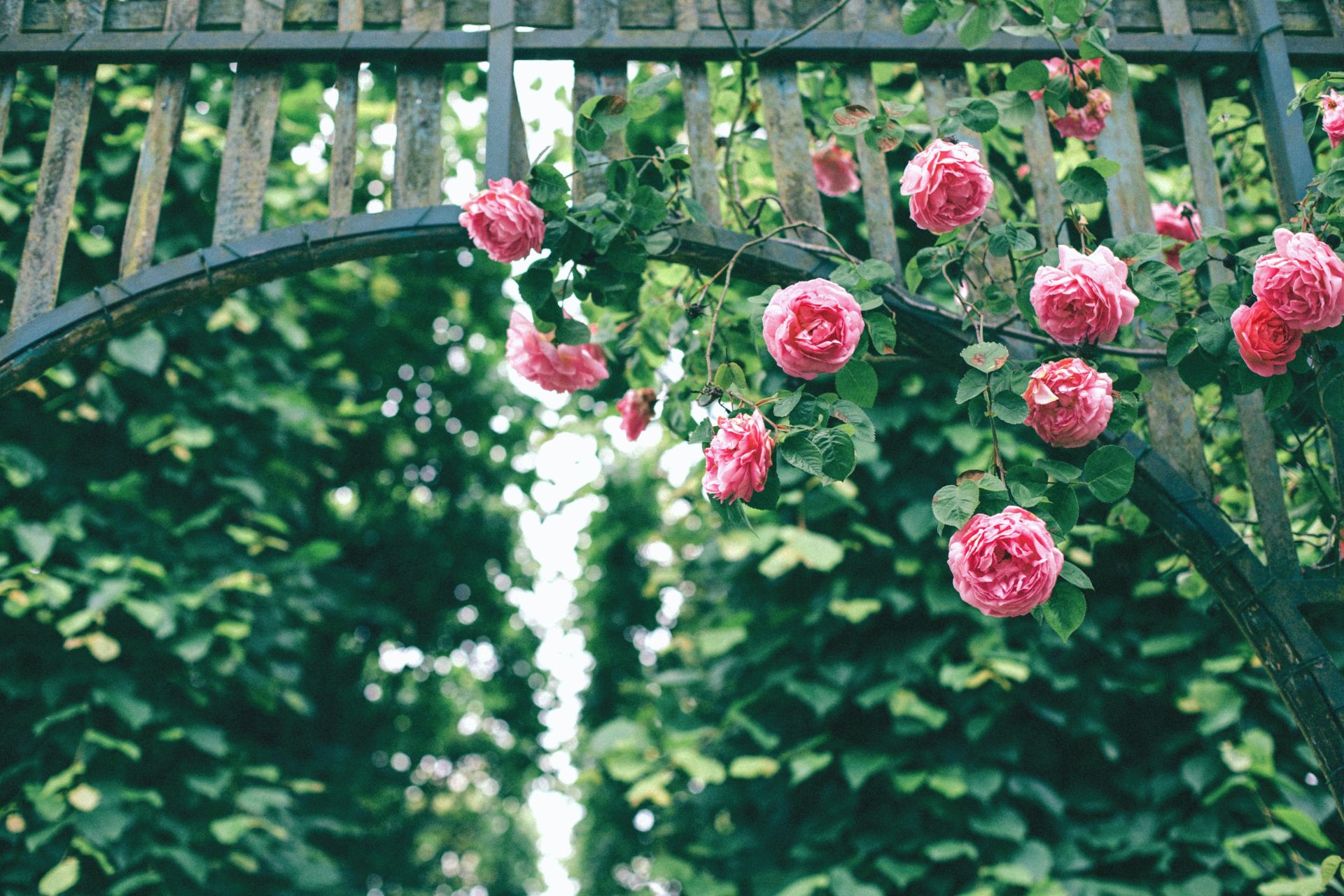 Roses grimpant à une grille de portail portail