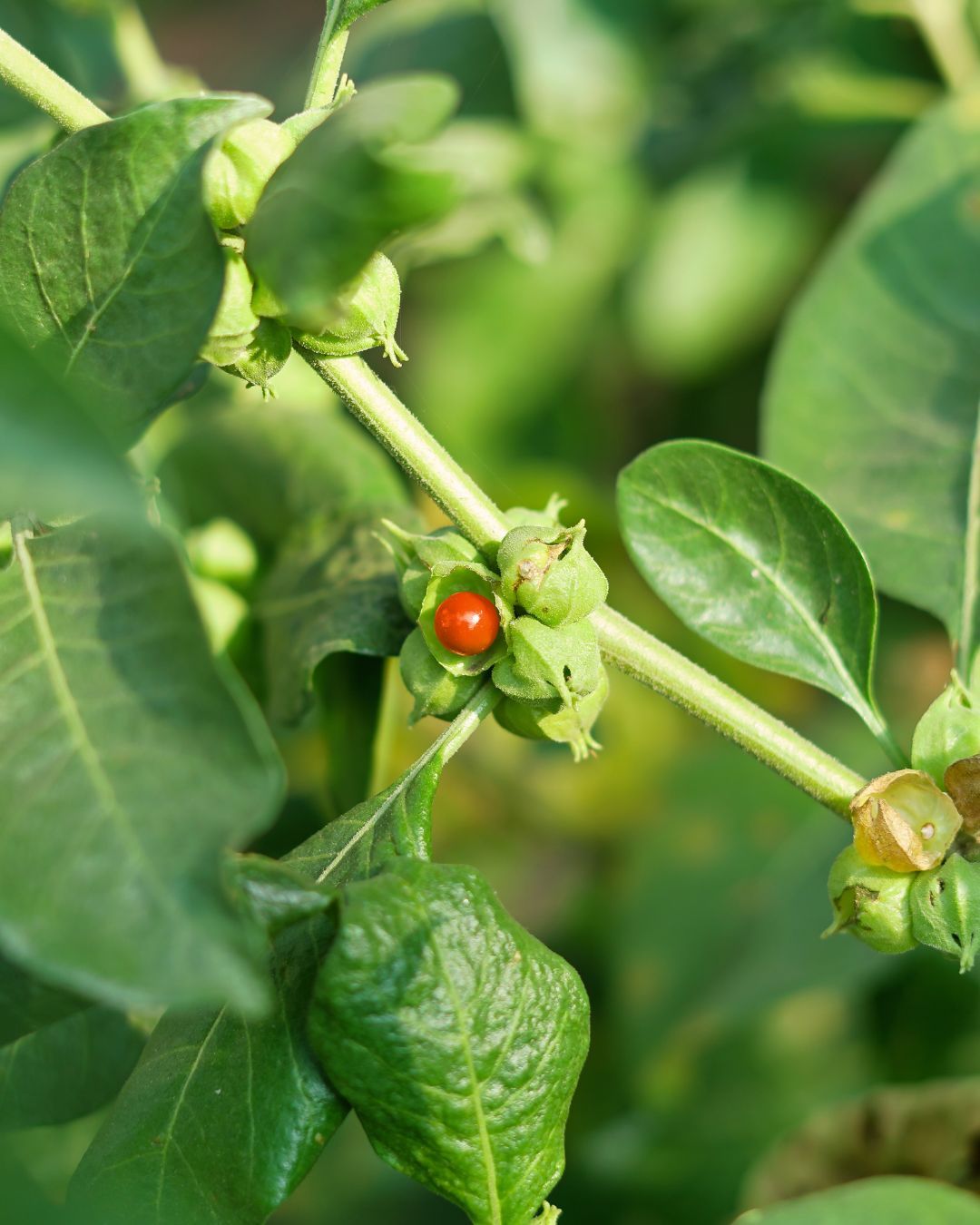Ashwagandha