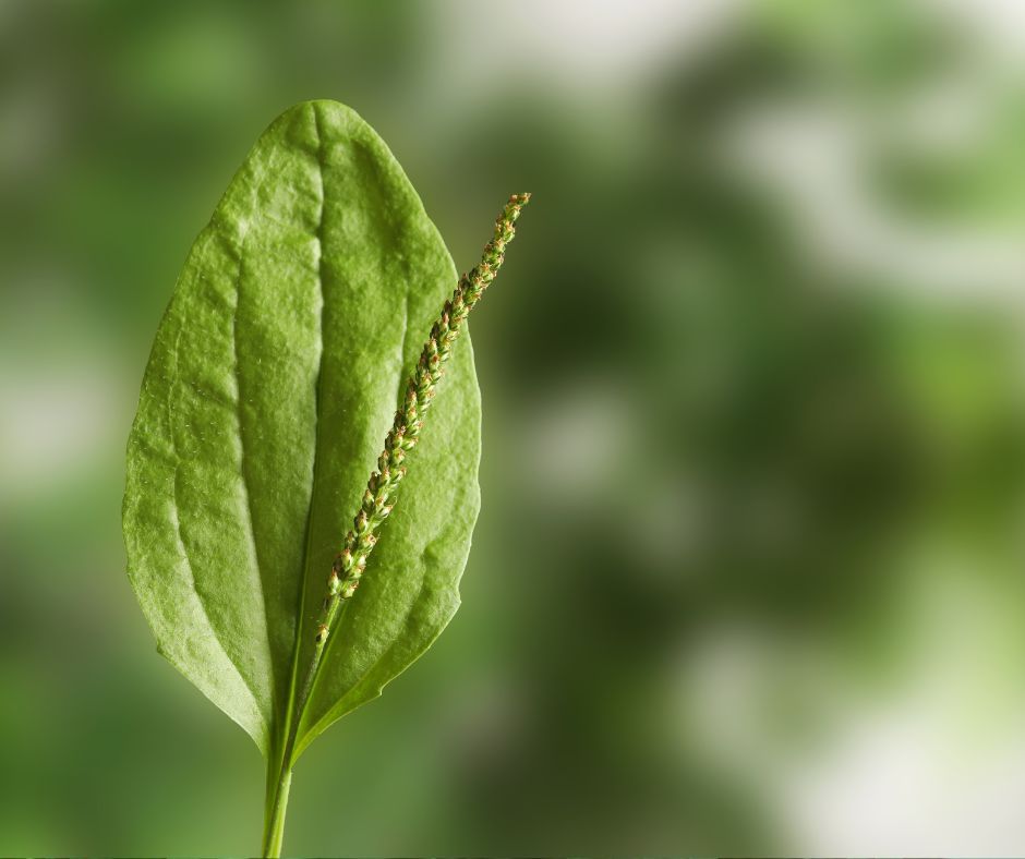 Feuille de plantain