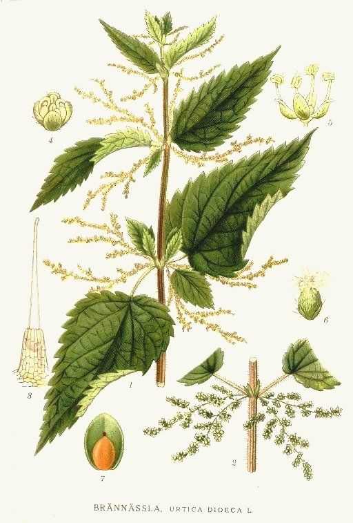 Illustration botanique de l'ortie