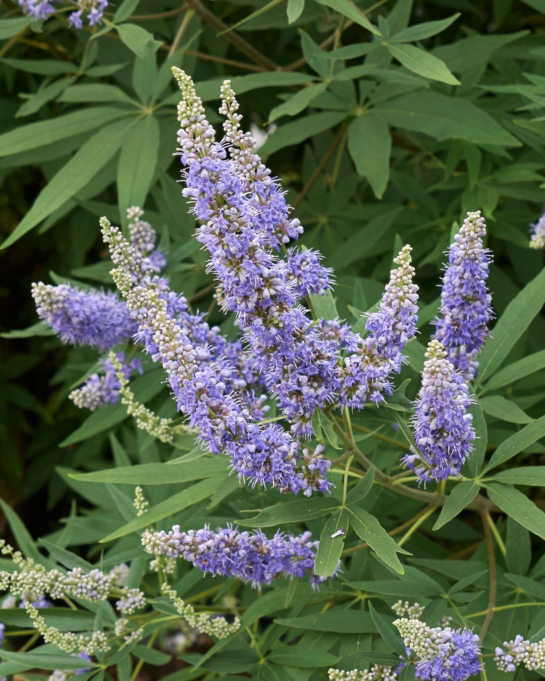 Vitex