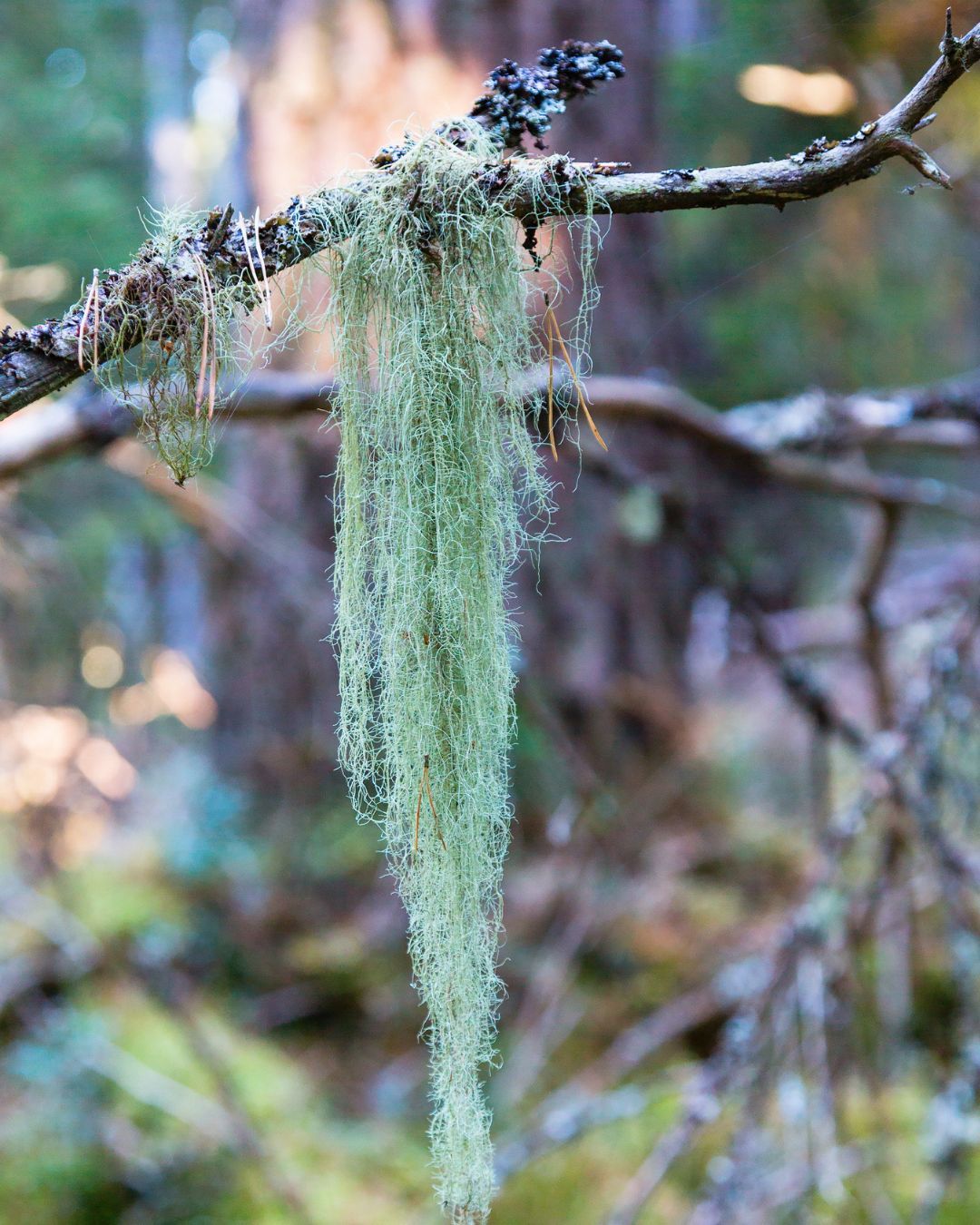 Mains hachant de la racine de pissenlit sur un planche èa couper
