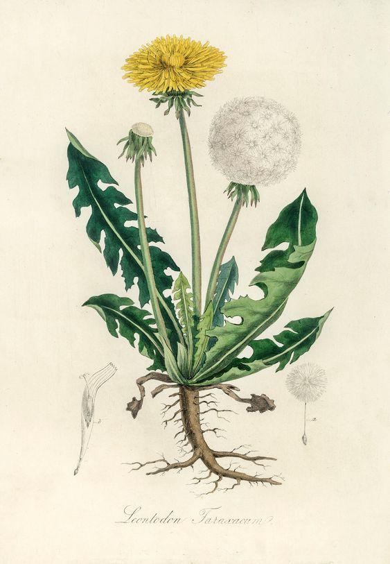 Illustration botanique du pissenlit