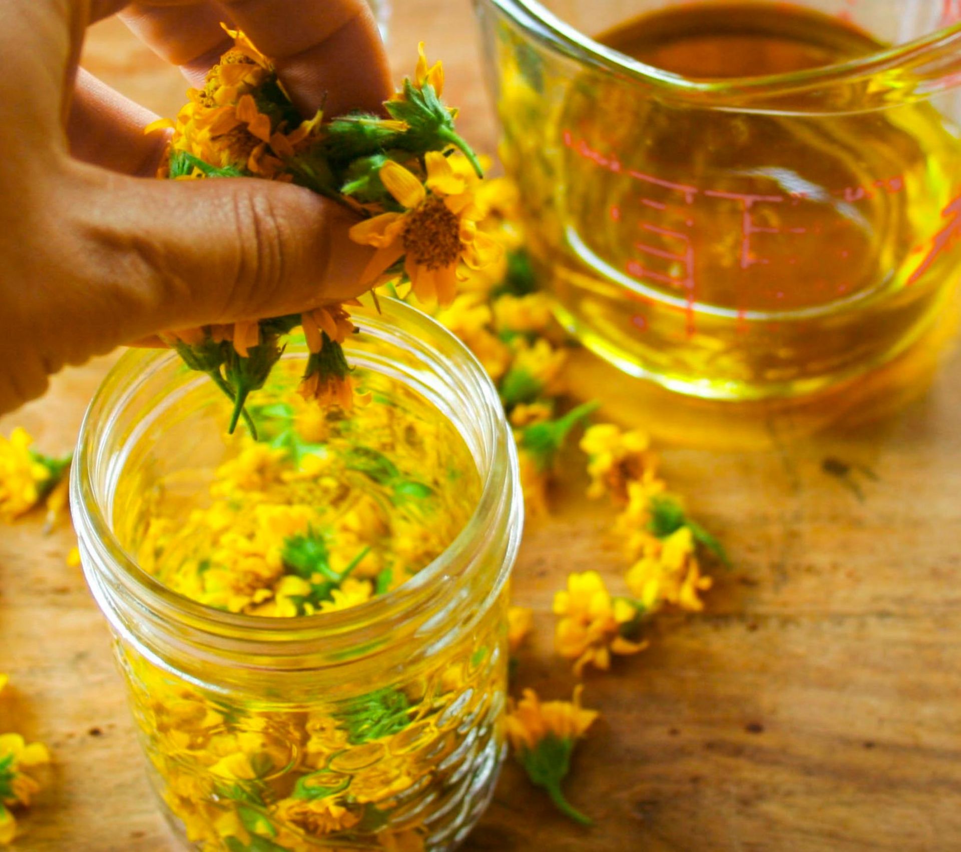 Fabrication de macérat huileux d'arnica