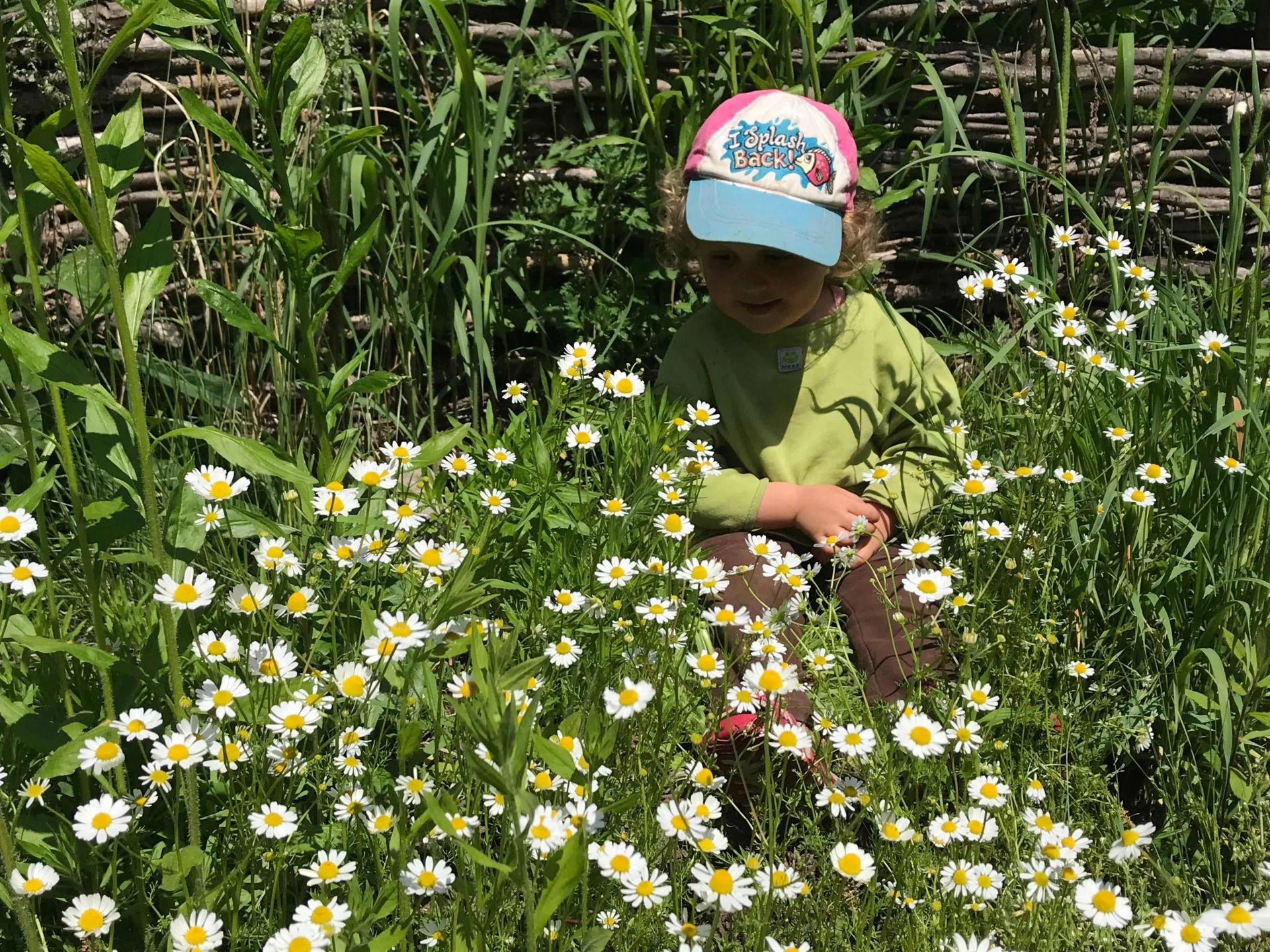Enfant entourée de camomille