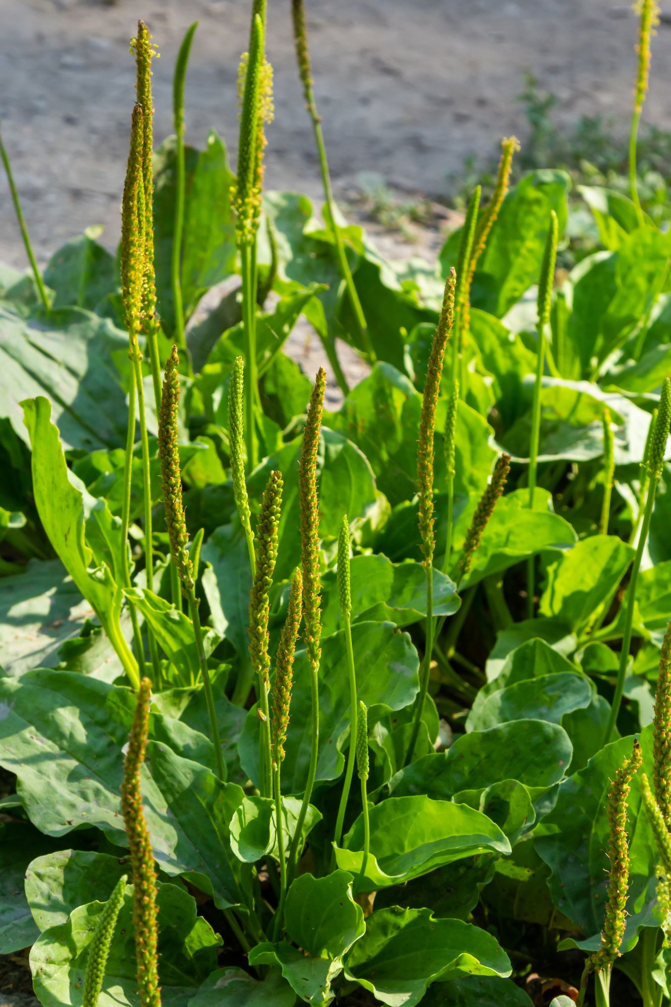 Plants de plantain au soleil