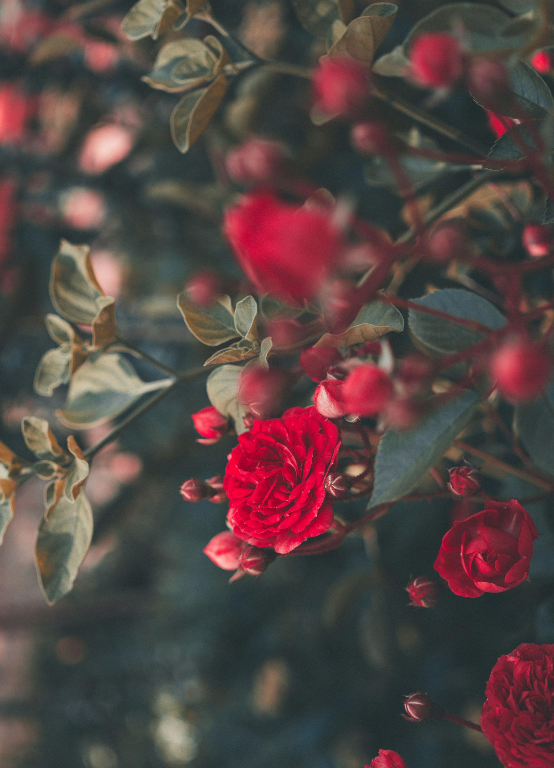 Roses rouges sur rosier