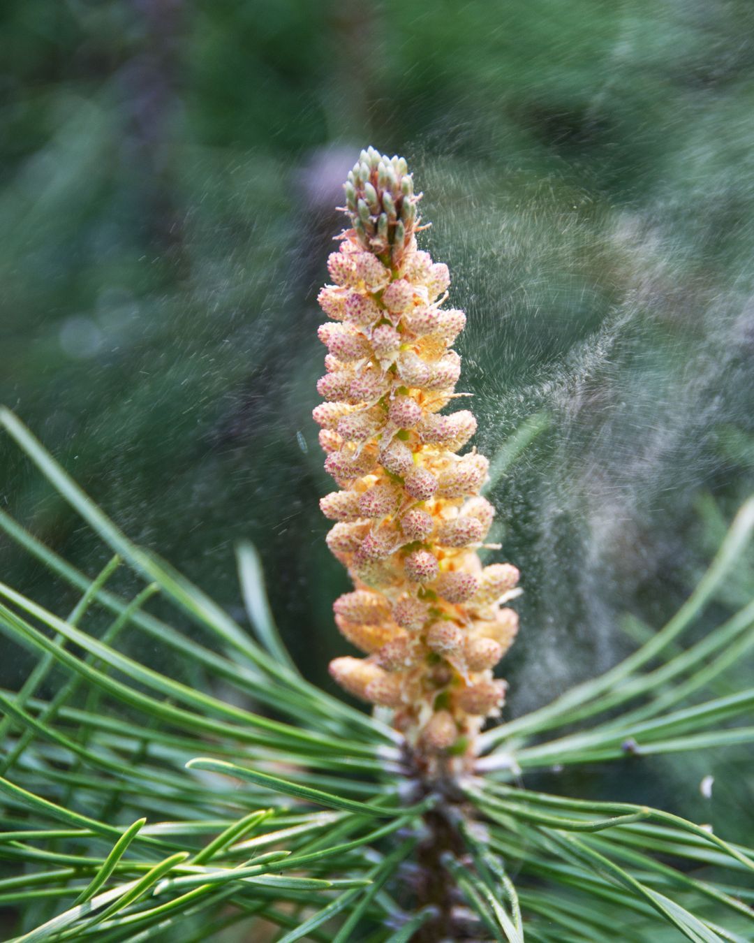 Pollen de pin