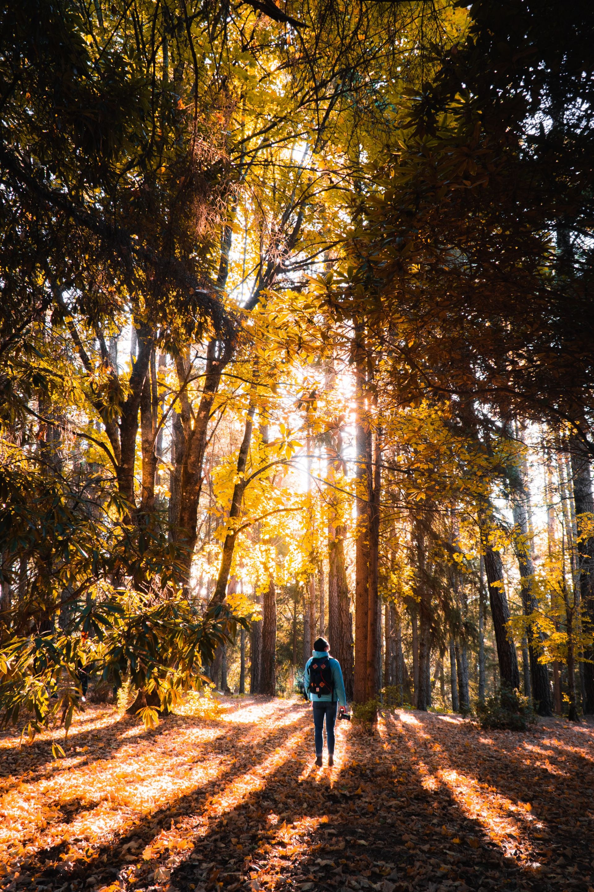 un homme marche en forêt